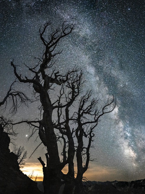 Skeleton Tree