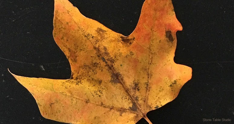 Maple leaf, yellow on black