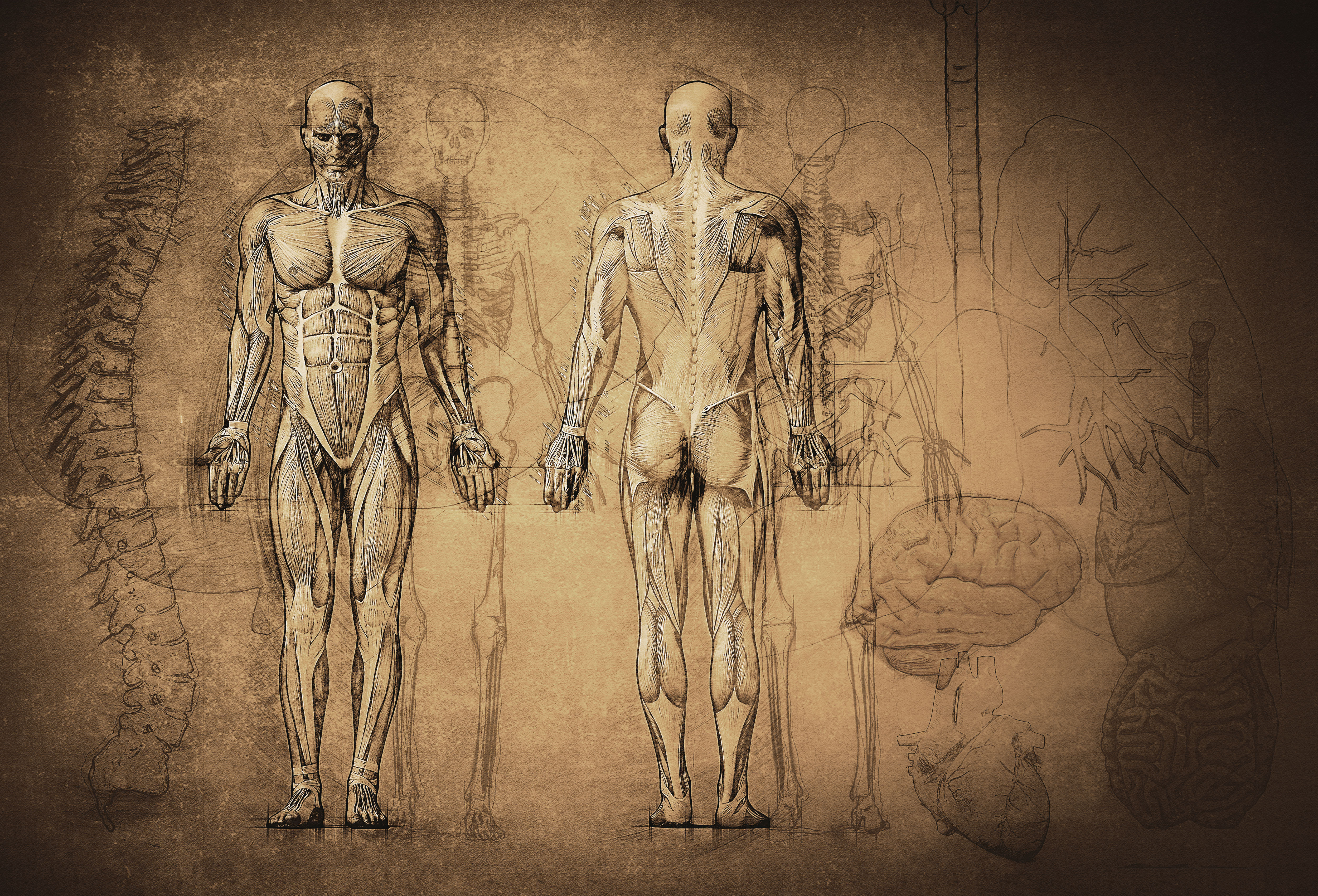 Human