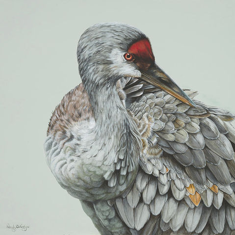 Sandhill Crane Feather Medley